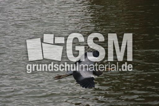 Graureiher-A 228.jpg